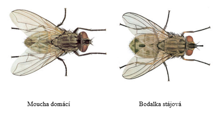 Moucha domácí a Bodalka stájová