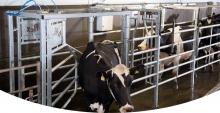 Zefektivněte a zrychlete třídění a zároveň zajistěte  bezpečnost krav